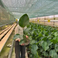 نیکولای سطل۷ بوته های بسیار قوی تعداد ۱۵۰۰ عدد