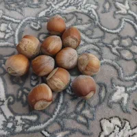 فروش فندق الموت