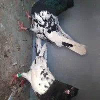 کله سیاه|پرنده|اندیکا, |دیوار