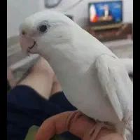 عروس هلندی آلبینو|پرنده|چهاردانگه (تهران), |دیوار