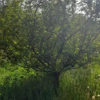 باغ-ویلا-فول-آب-و-برق