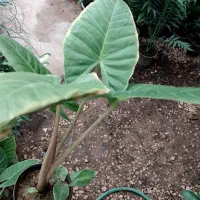 گلهای مناسب|گل و گیاه طبیعی|شیراز, ریاستی|دیوار