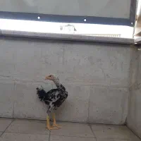 جوجه لاری اوشامو