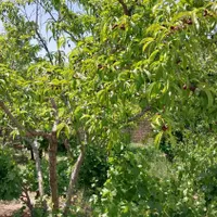 باغچه چهاردیواری ۲۷۰متری بابنای قدیمی|فروش خانه و ویلا|شهریار, |دیوار