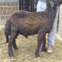 3 عدد بره قوچ آینده دار