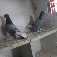 شازده سبز|پرنده|اردبیل, |دیوار