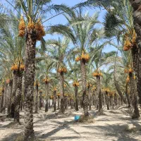 رطب و خرمای کبکاب و زاهدی هر کیلو ۱۷۰تومن|حراج|خور (اصفهان), |دیوار