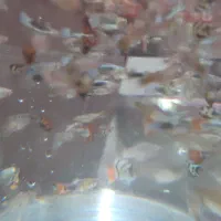 ماهی گوپی اکواریوم|ماهی|گنبد کاووس, |دیوار