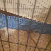 فنچ|پرنده|ایذه, |دیوار