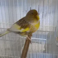 قناری گلاستر اورجینال تکی نر ۵میلییون ماده ۴|پرنده|محمودآباد, |دیوار