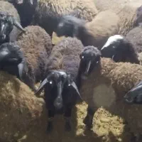 بره نر وماده تکی ویجا|حیوانات مزرعه|قزوین, |دیوار