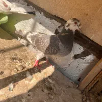 کفتر ماده سودار