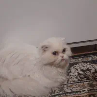 اسکاتیش ماده|گربه|خوی, |دیوار