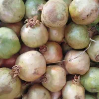 رب انار خانگی|خوردنی و آشامیدنی|شیراز, صاحب الزمان|دیوار