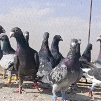 سبزوکوهی ونکی پلاکی|پرنده|شیراز, شیخ علی چوپان|دیوار