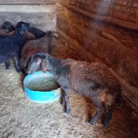 ۰۰۰|حیوانات مزرعه|بران, |دیوار