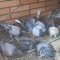 کبوترپلاکی|پرنده|شاهین‌شهر, خانه کارگر|دیوار