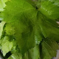 برگ انگور شسته و ضد عفونی