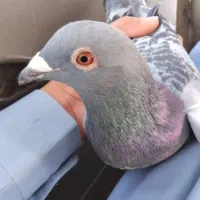 کبوتر ماده مگس|پرنده|کرباسک, |دیوار