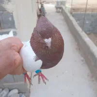 کبوتر کله دار|پرنده|مرودشت, پشت سایپا‎|دیوار