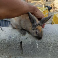 ۳خرگوش نر ماده