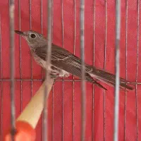 پرنده عروس هلندی سهره قناری مرغ