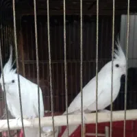 جفت عروس هلندی آلبینو