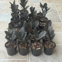 زاموفیلیا بلک