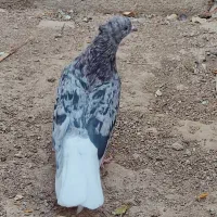 فروش سرور دم سفید نر|پرنده|شیراز, درکی|دیوار