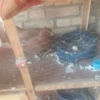 کبوتر رنگی|پرنده|سوسنگرد, |دیوار