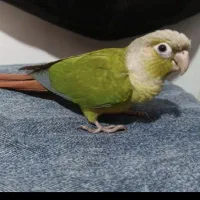 گرینچیک آناناسی فول دستیی