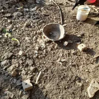 مرغ و خروس و غاز و بوقلمون|حیوانات مزرعه|نیشابور, گنبد سبز|دیوار