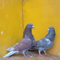 کبوتر پرشی غریب|پرنده|کوهدشت, |دیوار