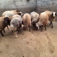 گوسفند نر|حیوانات مزرعه|صحنه, |دیوار