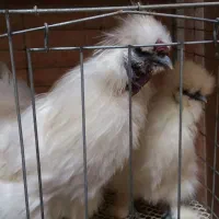 تخم نطفه دار مرغ خروس ابریشمی سفید|حیوانات مزرعه|رفسنجان, |دیوار