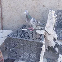 کبوتر|پرنده|زهک, |دیوار