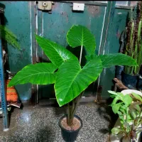 گل های آپارتمانی