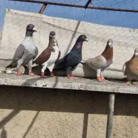 دسته ۲۰تایی پلاکی زرنگ هوایی