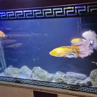 ماهی کوی|ماهی|تهران, نصرت|دیوار