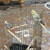 دو عدد عروس هلندی|پرنده|قرچک, باقرآباد|دیوار