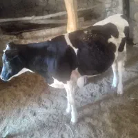 گوساله