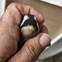 سهره چهارگل خط نما تکسیر قفس حلقه پلمپ|پرنده|شیراز, شهرک مهدیه|دیوار