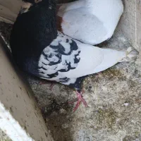 چن تا کبوتر معاوضع