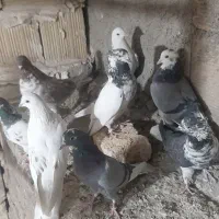 ۱۲ عدد کفتر پرشی|پرنده|گلستان (تهران), |دیوار