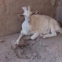 سانن اصل معاوضه با میش جوان