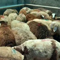 نیازمند کارگر دامداری