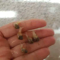 حلزون|خزنده|تهران, صاحب الزمان|دیوار