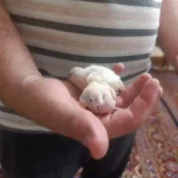 مرغ عشق سرلاکی