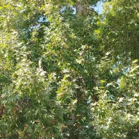 نیروی کار ماهان