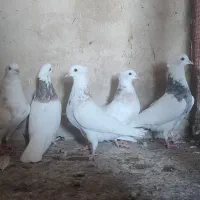 کفتر کرمانشاهی|پرنده|جهرم, |دیوار